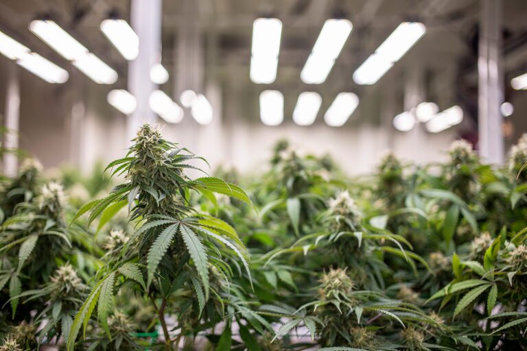 Is CBD in Skincare Safe During Pregnancy & Nursing?