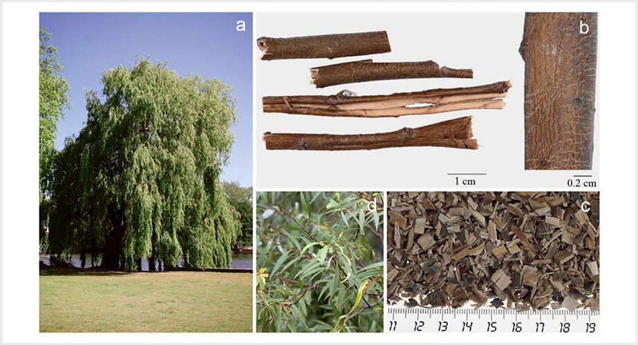 Willow Bark and Its Safety Profile In Pregnancy & Lactation